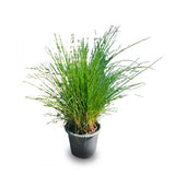Pennisetum Grass