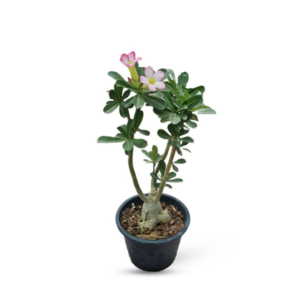 Desert Rose