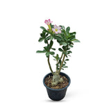 Desert Rose