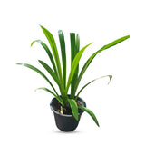 Hymenocallis
