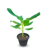 Banana Plant