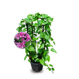 Coral Vine