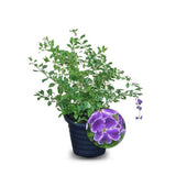 Duranta
