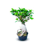 Ficus Bonsai