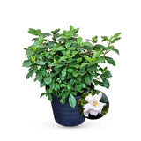 Gardenia Outdoor
