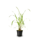 Lemon Grass