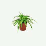 Spider Plant