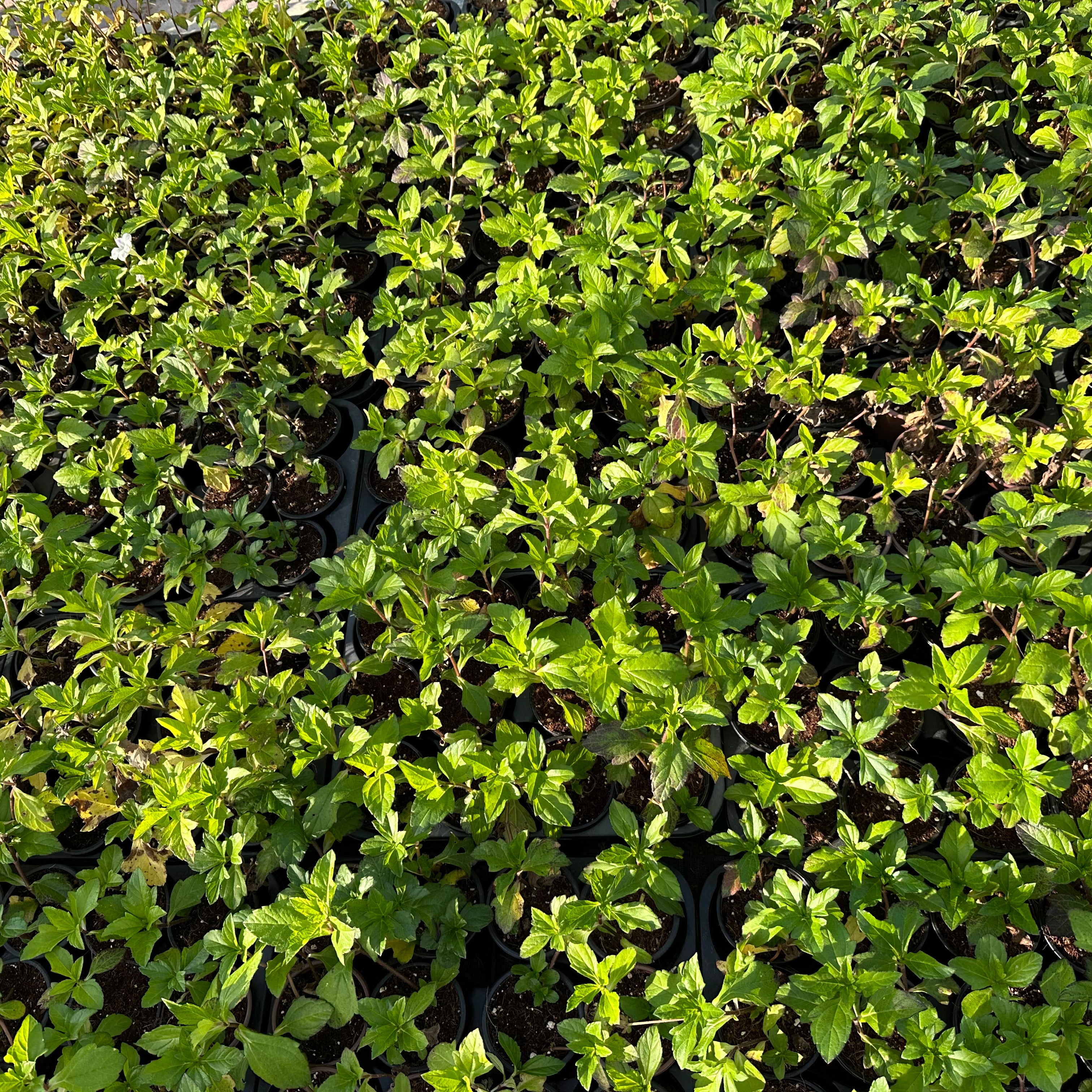 Wadelia trilobata - Creeping daisy