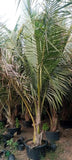 Coconut Palm Tree