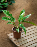 Philodendron Ring Of Fire