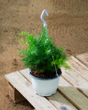Asparagus Hanging