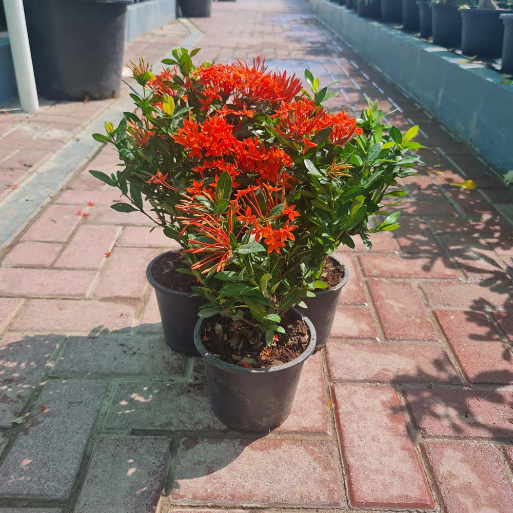 3 x Ixora Chinesis