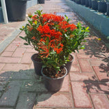 3 x Ixora Chinesis