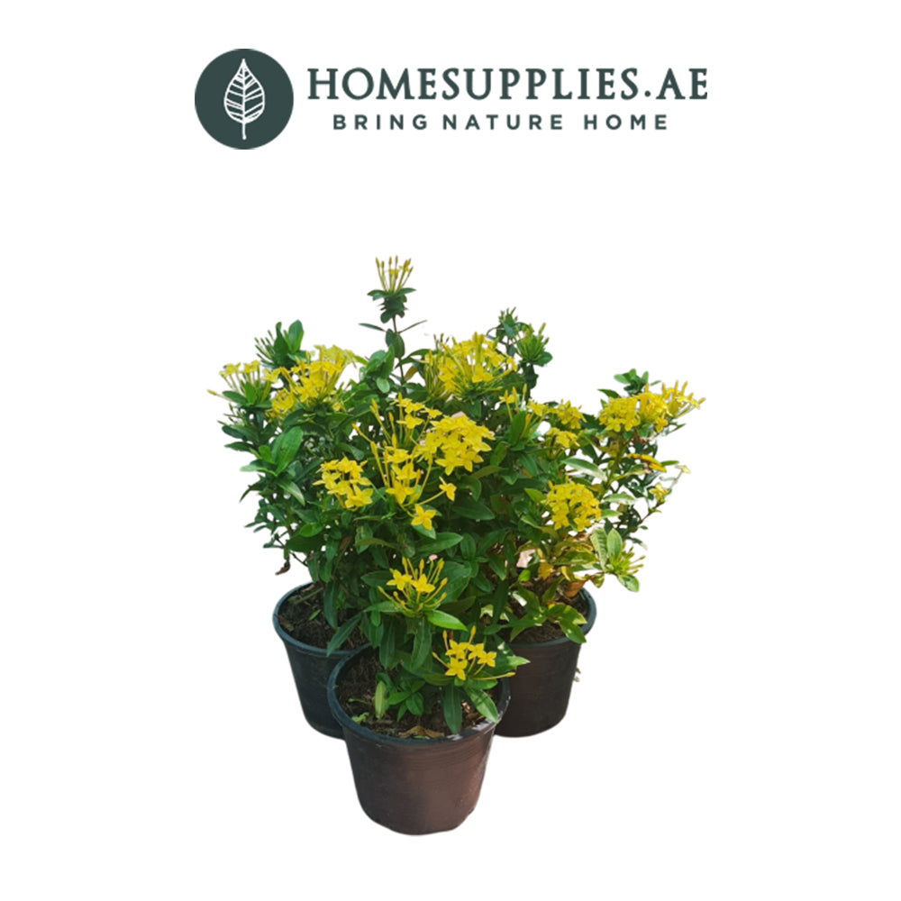 3 x Ixora Chinesis