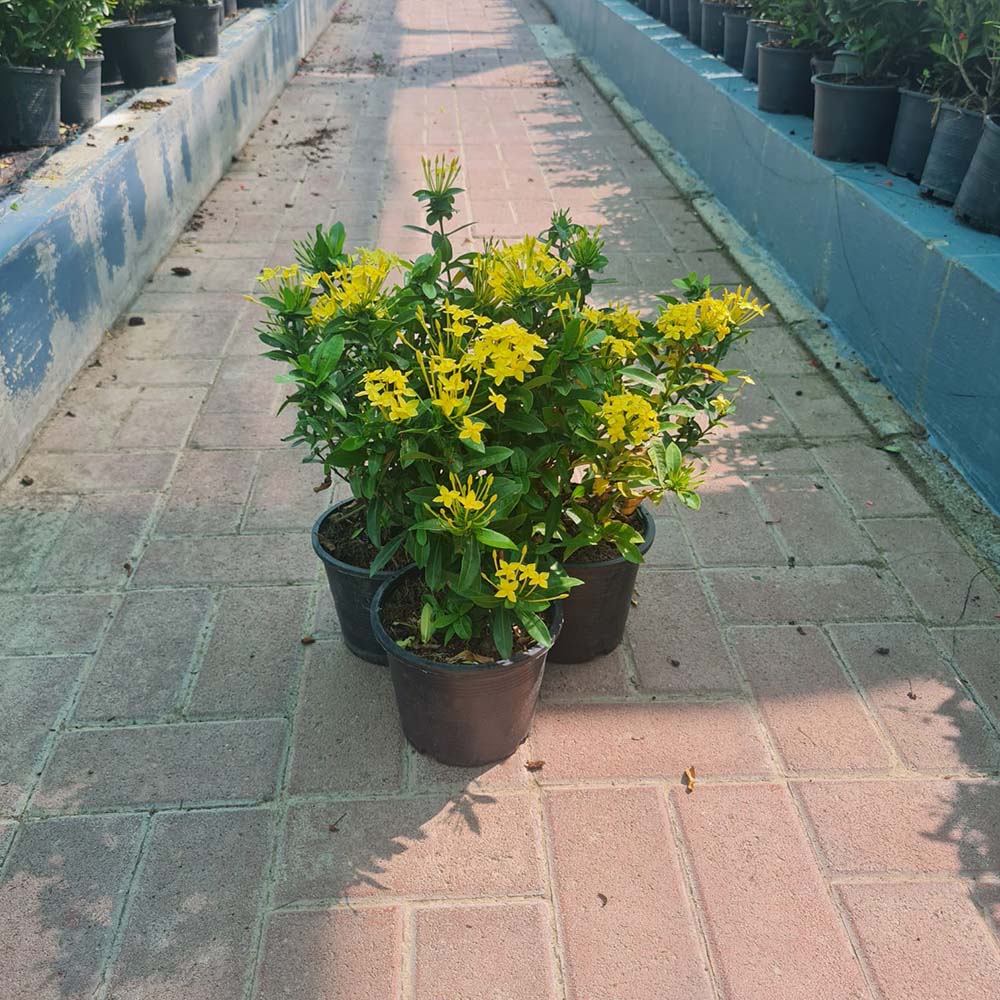 3 x Ixora Chinesis