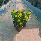 3 x Ixora Chinesis