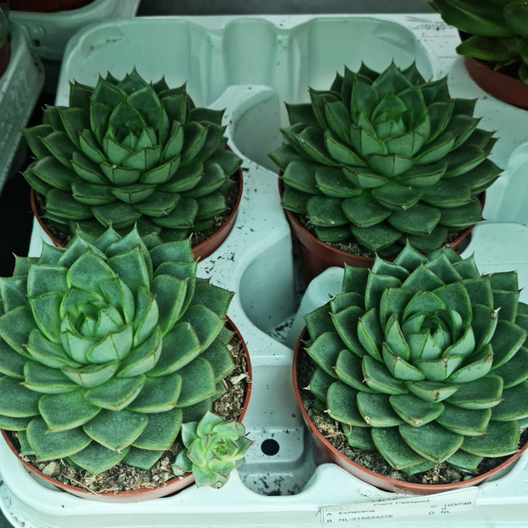 3 x Succulents