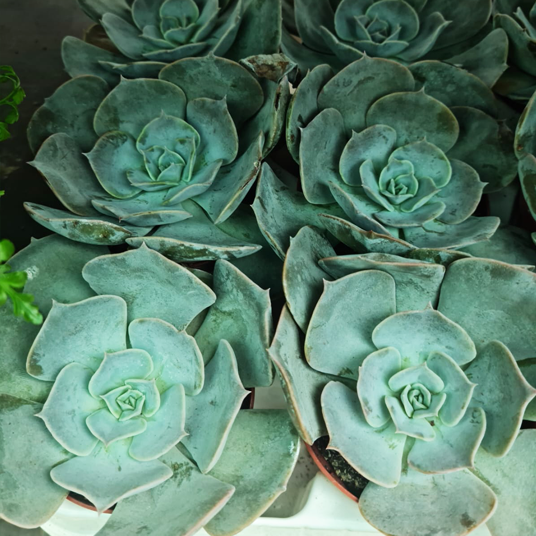 3 x Succulents