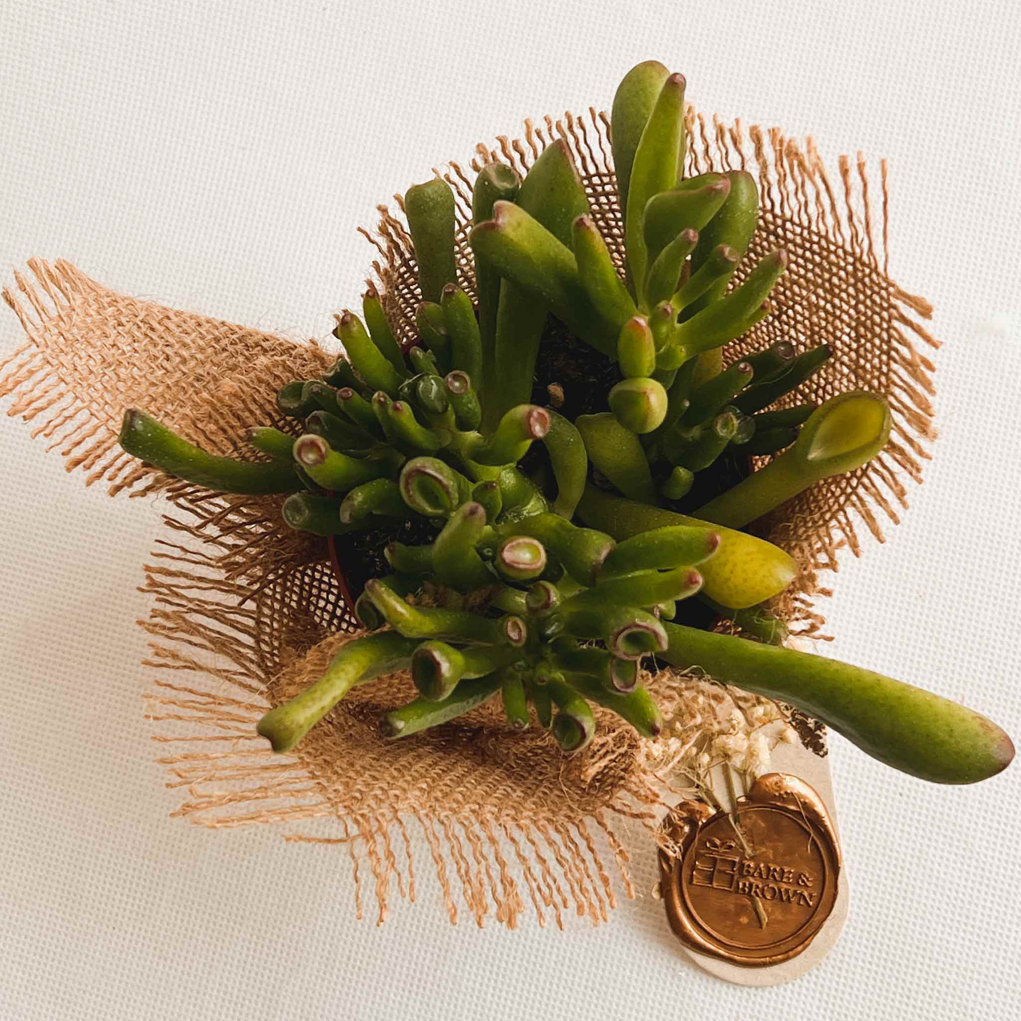 Gollum Jade Succulent