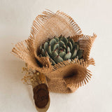 Nobile Succulent