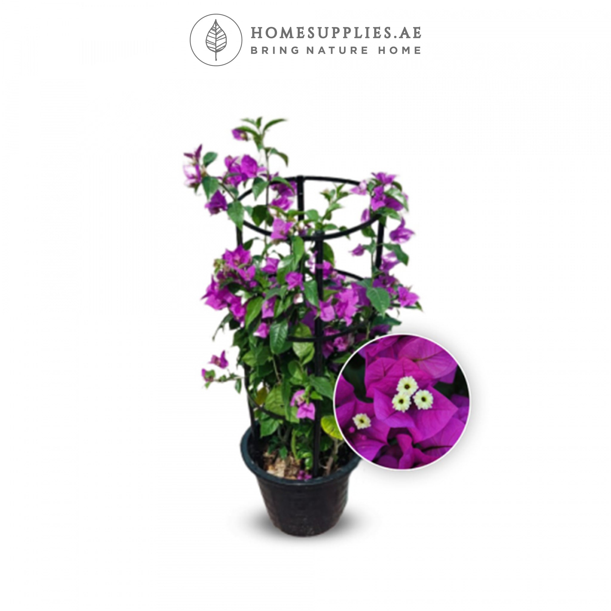 Bougainvillea Purple