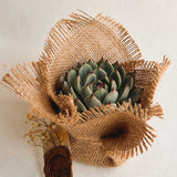 Nobile Succulent
