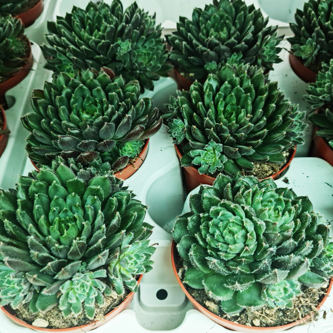 3 x Succulents