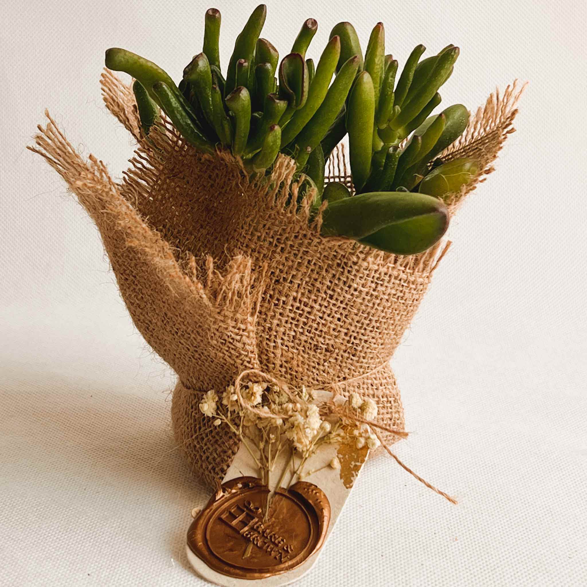 Gollum Jade Succulent