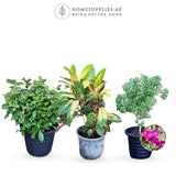 Outdoor Plants Offer