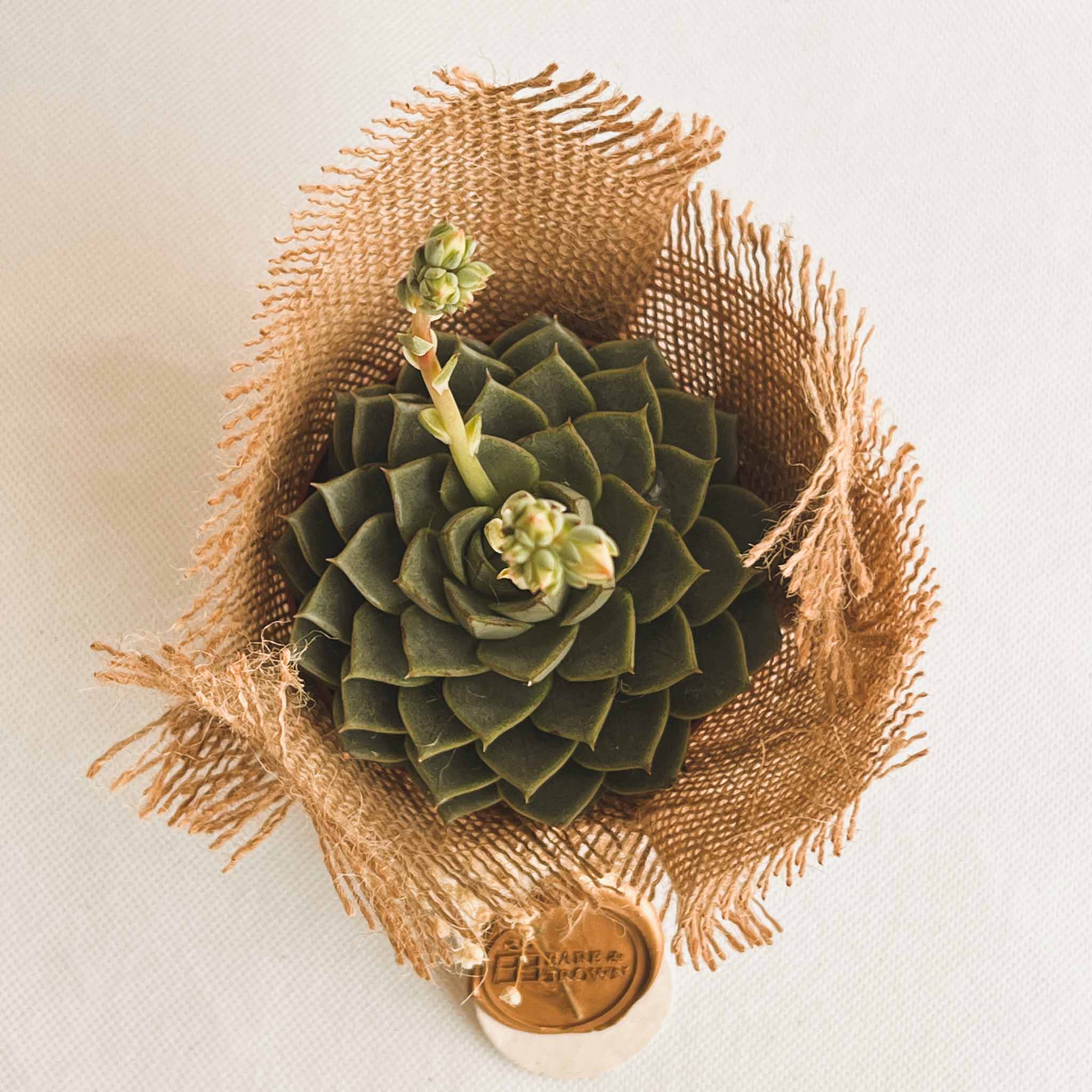 Kermit Succulent