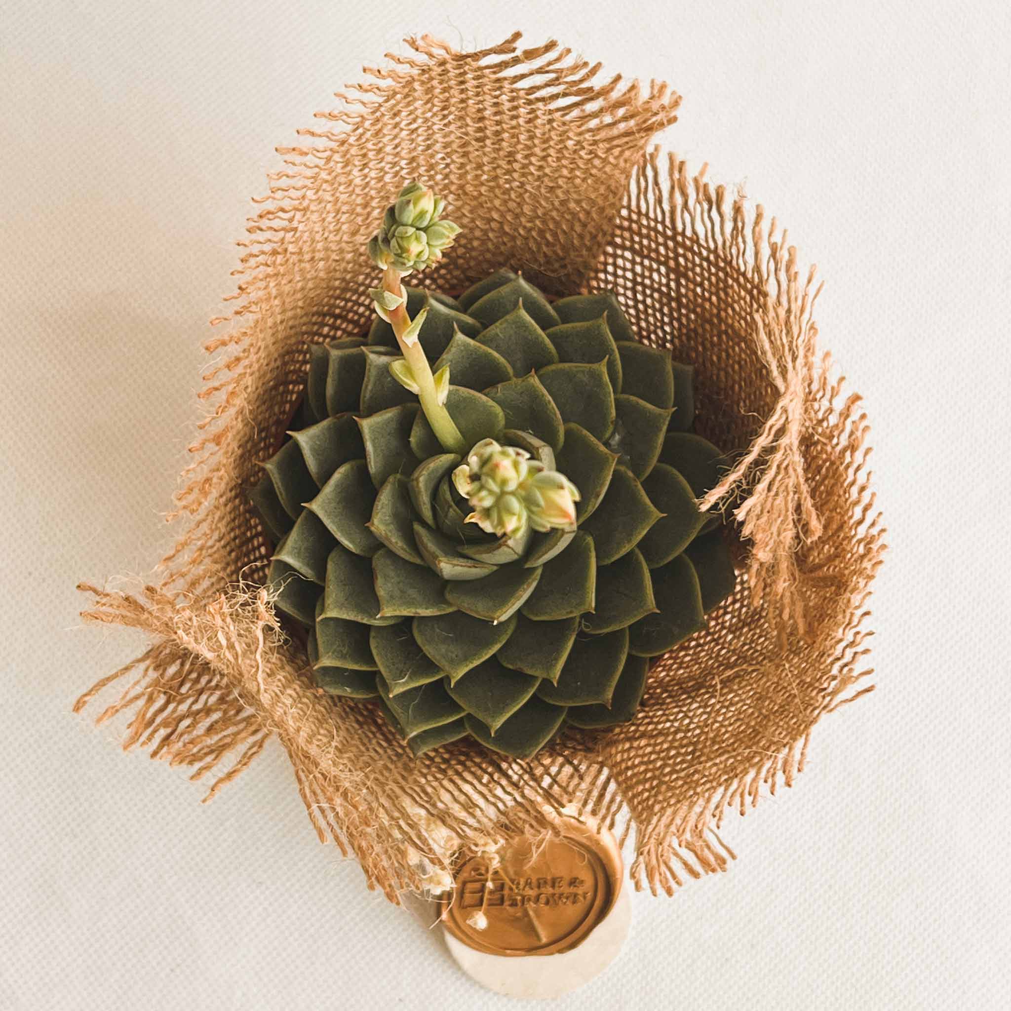 Kermit Succulent