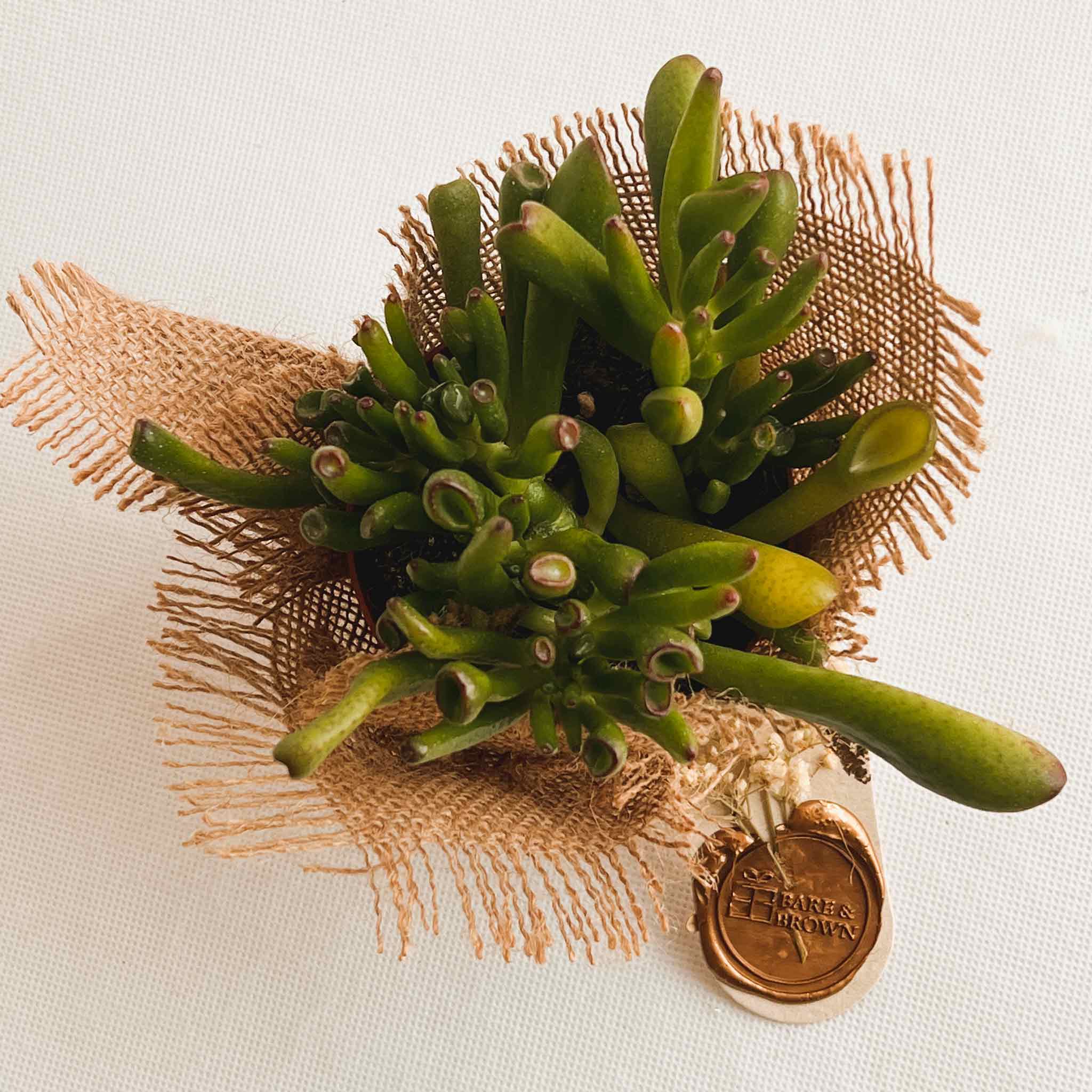 Gollum Jade Succulent
