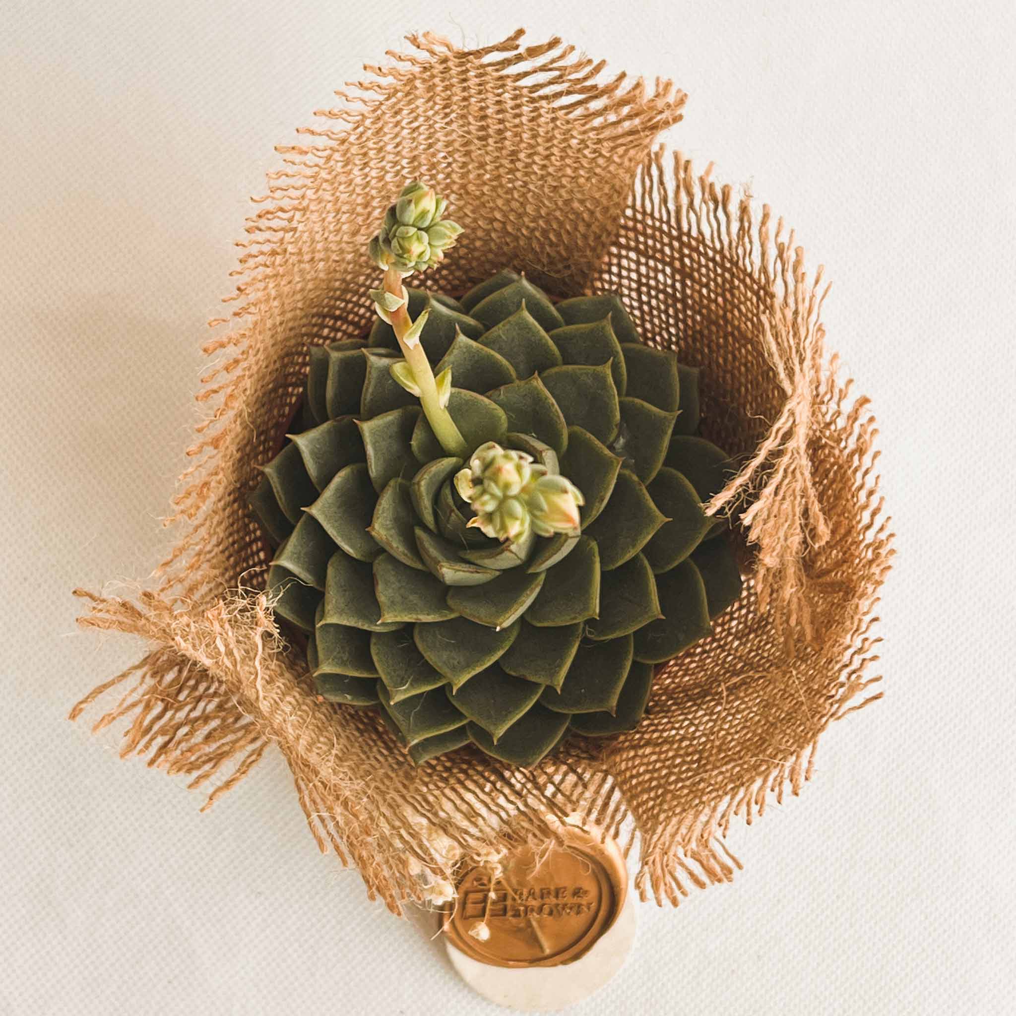Kermit Succulent