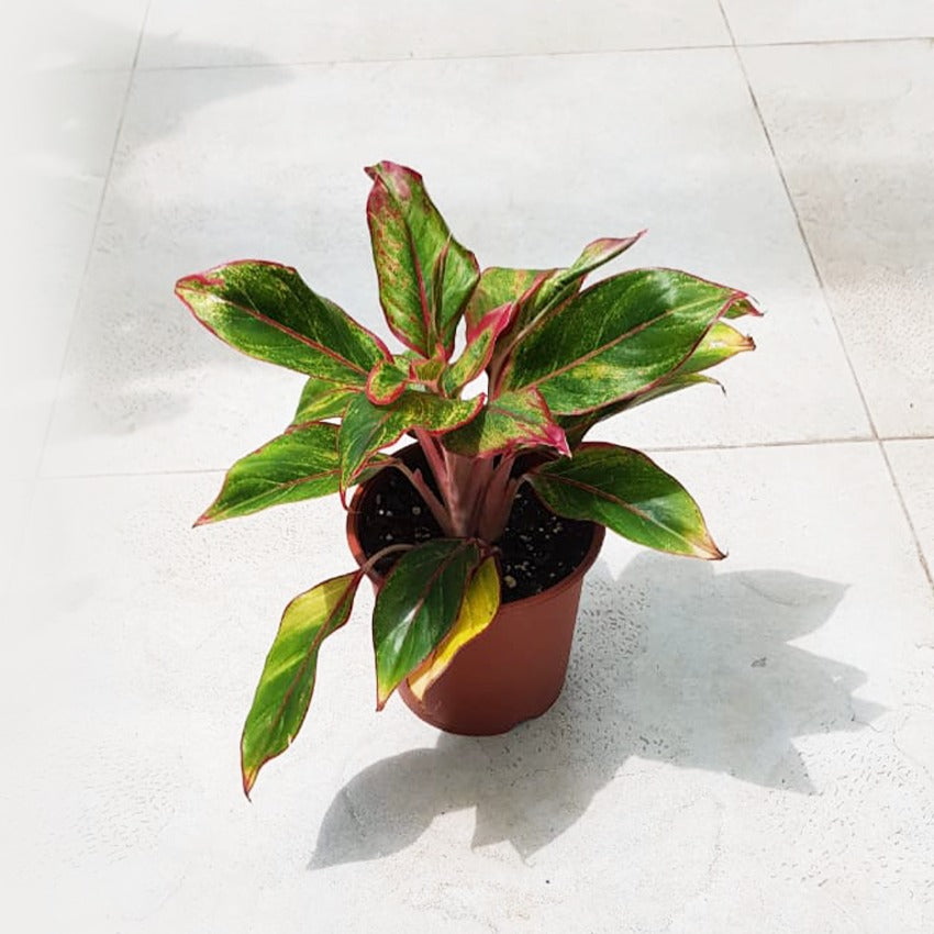 Aglaonema Mix