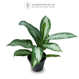 Aglaonema Silver