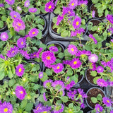 Aster 25 Plants