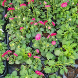 Aster 25 Plants