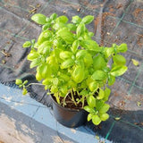 Basil