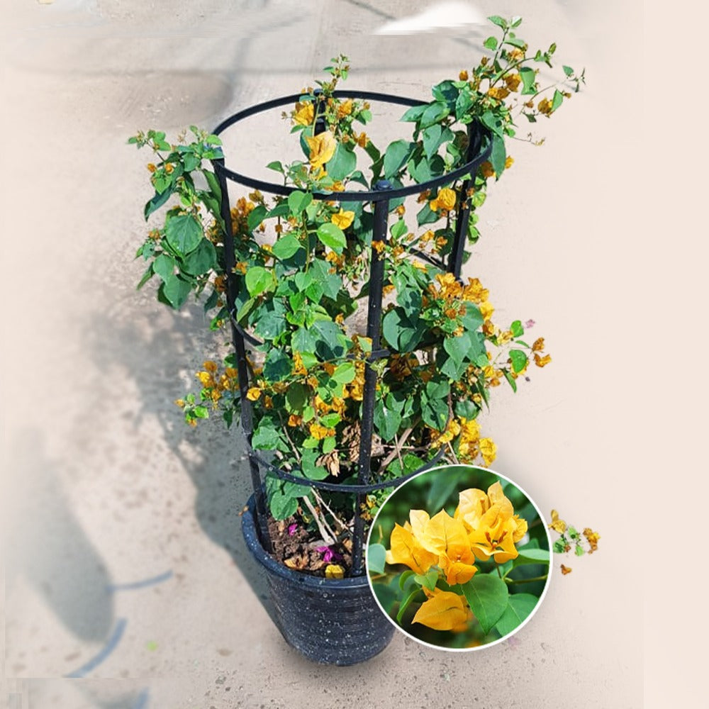 Bougainvillea Yellow