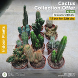 Cactus Collection Offer