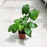 Calathea Mosaic Or Musaica