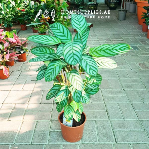 Calathea Ornata (Ctenanthe)