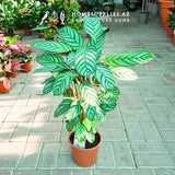 Calathea Ornata (Ctenanthe)