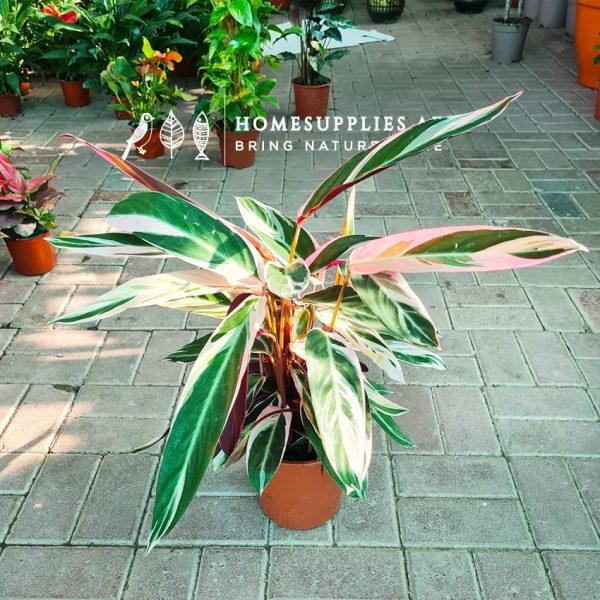Calathea Triostar