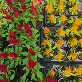 Celosia 25 Plants