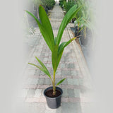 Coconut Palm Tree