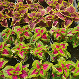Coleus 25 Plants