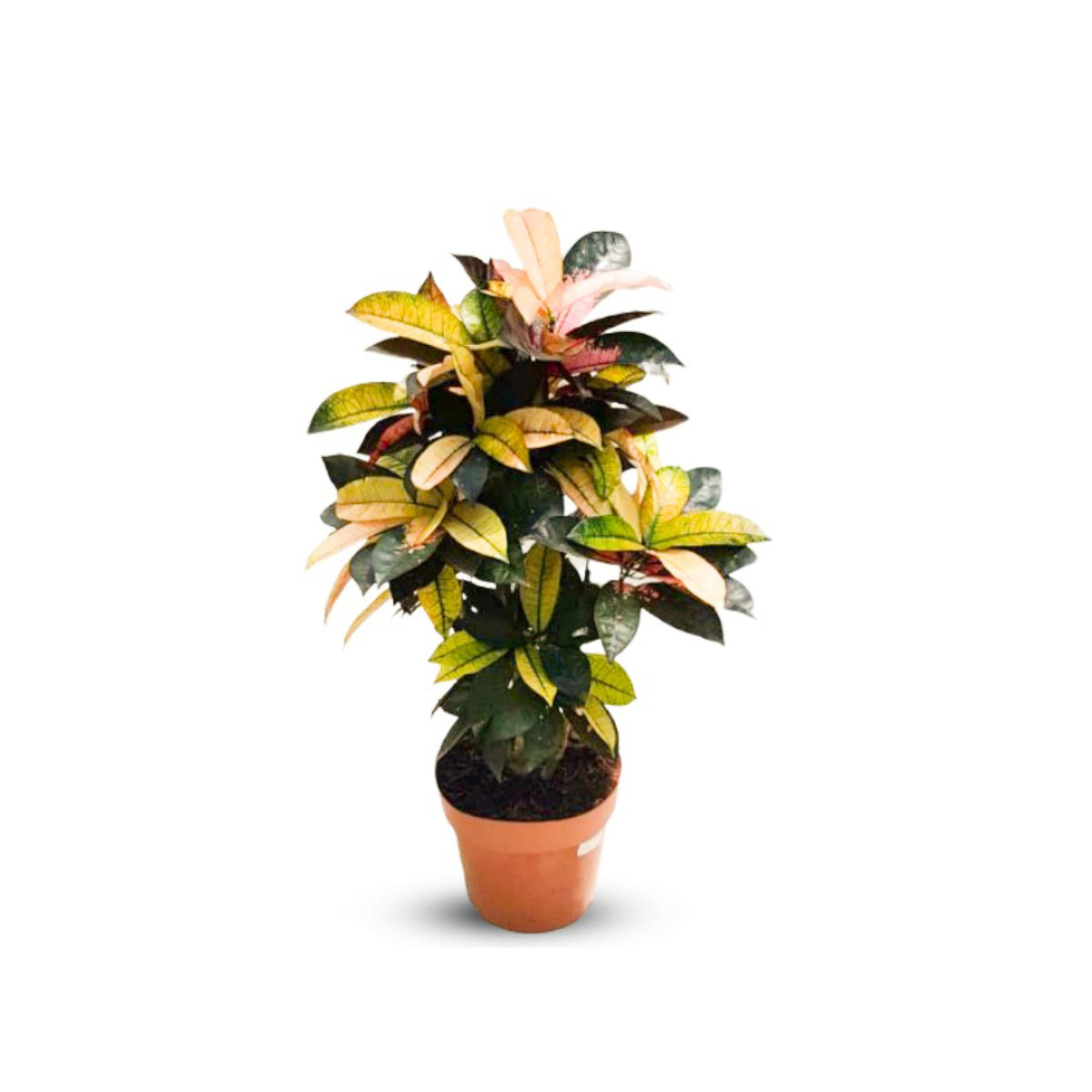 Croton Indoor