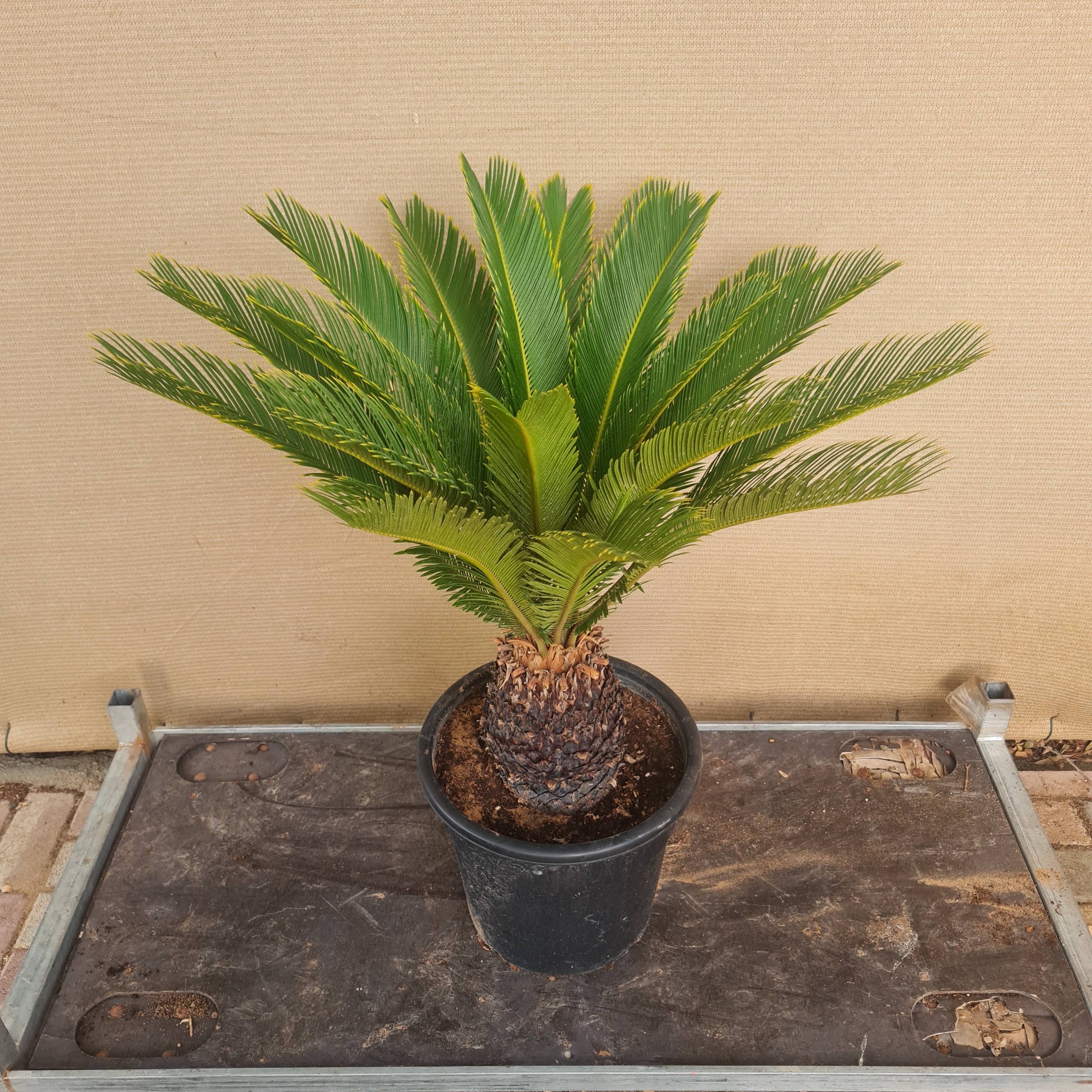 Cycas Revoluta