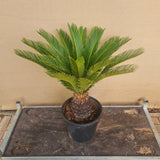 Cycas Revoluta